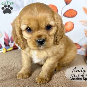 Andy, Cavalier King Charles Spaniel Puppy