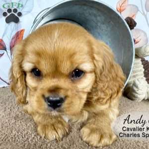 Andy, Cavalier King Charles Spaniel Puppy