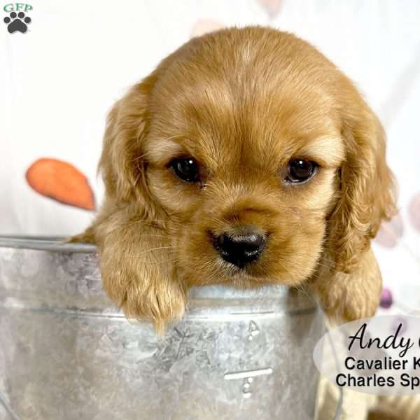 Andy, Cavalier King Charles Spaniel Puppy