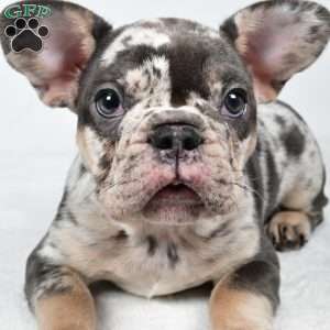 bella, French Bulldog Puppy