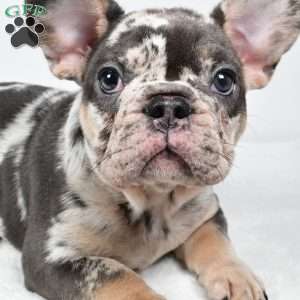 bella, French Bulldog Puppy