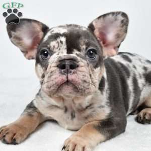 bella, French Bulldog Puppy