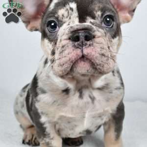 bella, French Bulldog Puppy