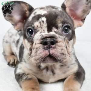 bella, French Bulldog Puppy