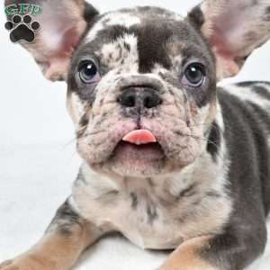 bella, French Bulldog Puppy
