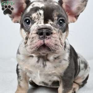 bella, French Bulldog Puppy