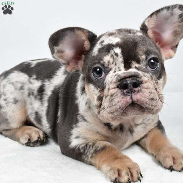 bella, French Bulldog Puppy