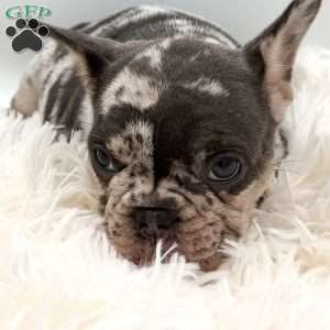 bella, French Bulldog Puppy