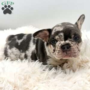bella, French Bulldog Puppy