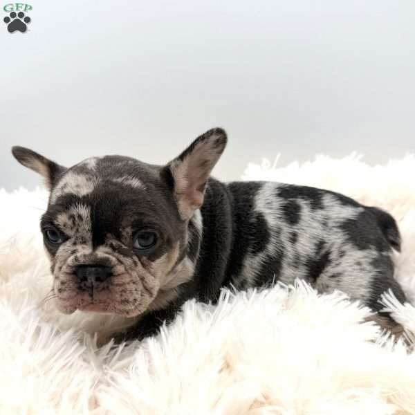 bella, French Bulldog Puppy