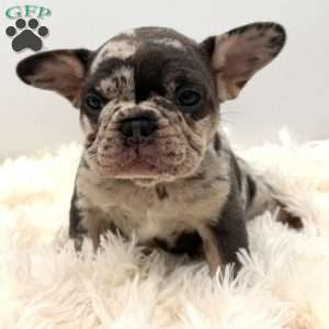 bella, French Bulldog Puppy