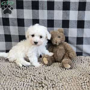 Blake, Bichon Frise Puppy