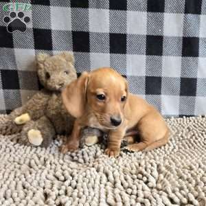 Boyd, Dachshund Puppy