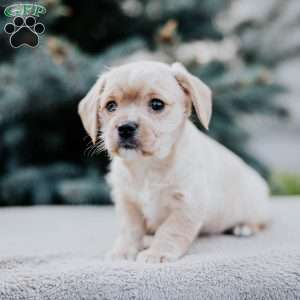 Callie, Westie Mix Puppy