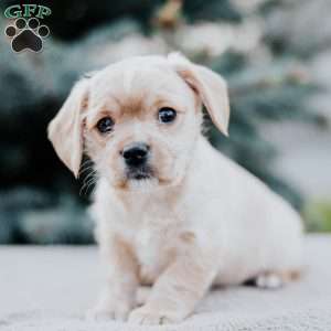 Callie, Westie Mix Puppy