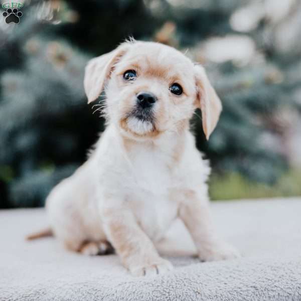 Callie, Westie Mix Puppy