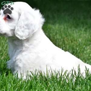 cj, Cocker Spaniel Puppy