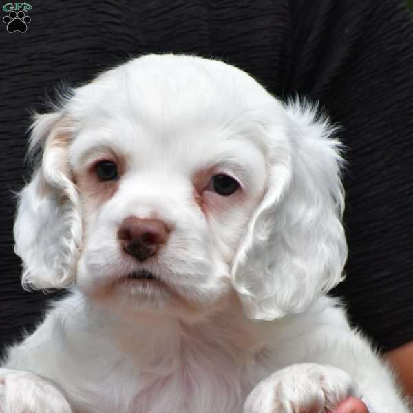 cj, Cocker Spaniel Puppy