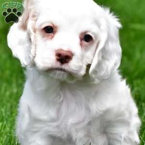 cj, Cocker Spaniel Puppy
