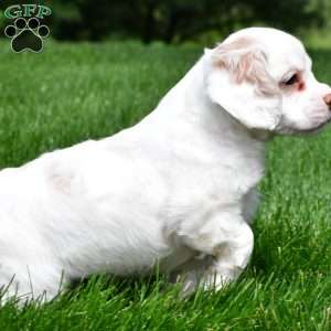 cj, Cocker Spaniel Puppy