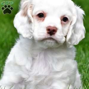 cj, Cocker Spaniel Puppy