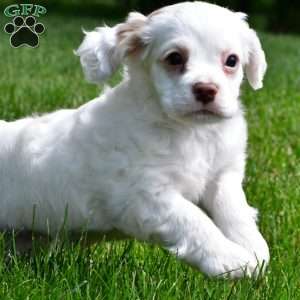 cj, Cocker Spaniel Puppy
