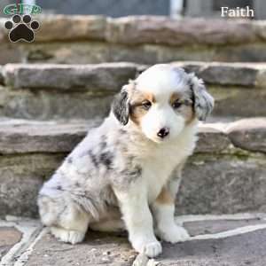 Faith, Australian Shepherd Puppy