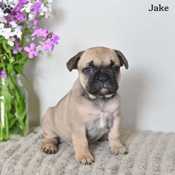 Jake, French Bulldog Puppy