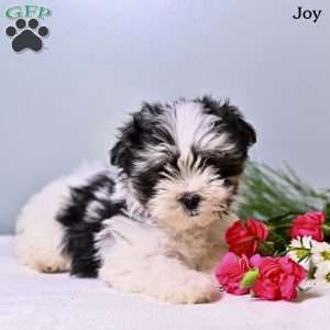 Joy, Morkie / Yorktese Puppy