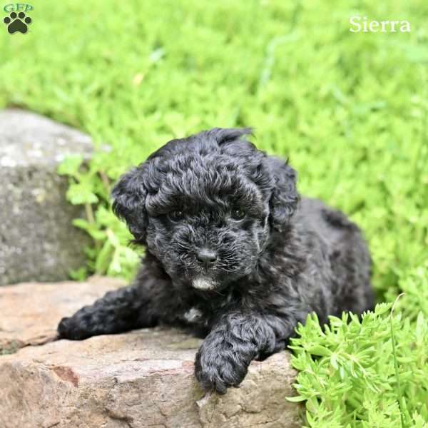 Sierra, Miniature Poodle Puppy