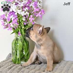 Jeff, French Bulldog Puppy