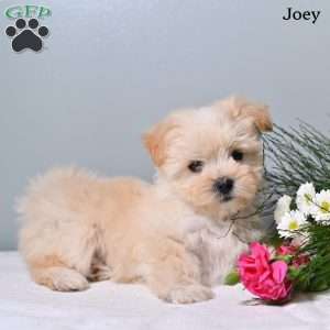 Joey, Morkie / Yorktese Puppy