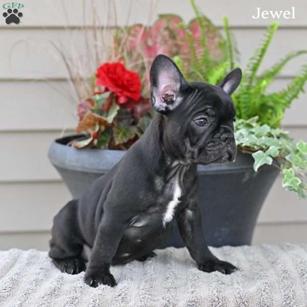 Jewel, French Bulldog Puppy