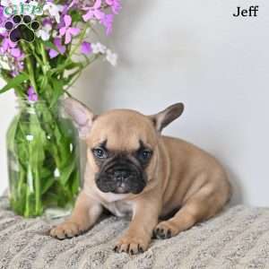 Jeff, French Bulldog Puppy