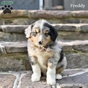 Freddy, Australian Shepherd Puppy