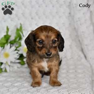 Cody, Dachshund Puppy