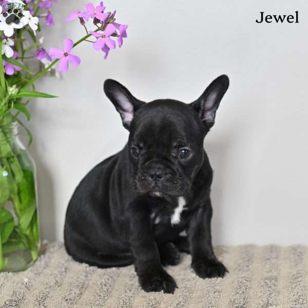 Jewel, French Bulldog Puppy