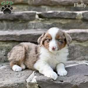 Fluffy, Australian Shepherd Puppy