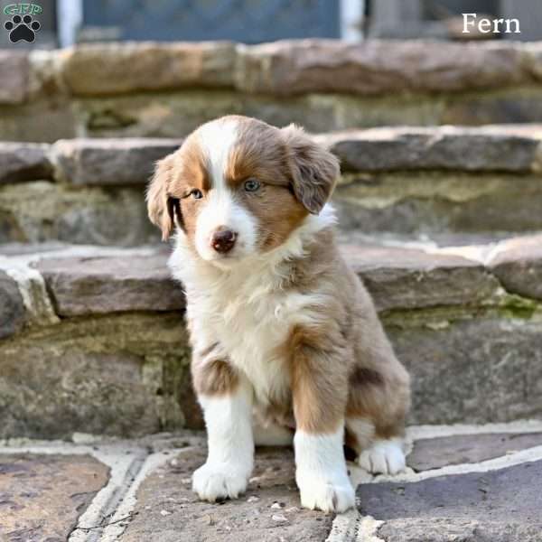 Fern, Australian Shepherd Puppy