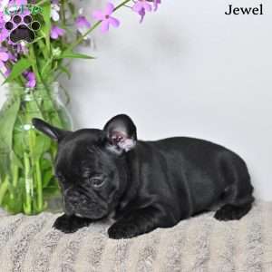 Jewel, French Bulldog Puppy