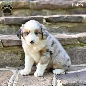 Faith, Australian Shepherd Puppy