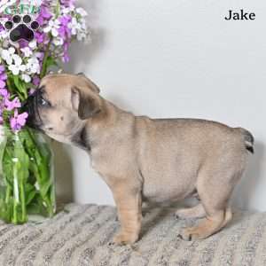 Jake, French Bulldog Puppy