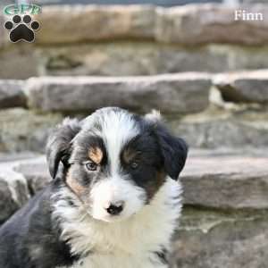 Finn, Australian Shepherd Puppy