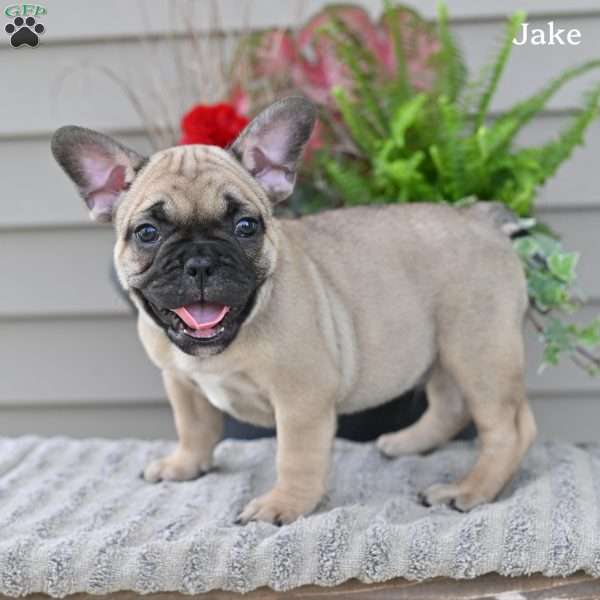 Jake, French Bulldog Puppy