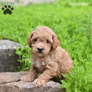Sunshine, Toy Poodle Puppy