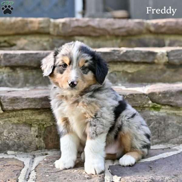 Freddy, Australian Shepherd Puppy