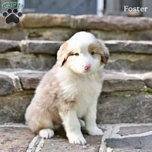 Foster, Australian Shepherd Puppy