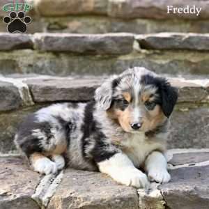 Freddy, Australian Shepherd Puppy