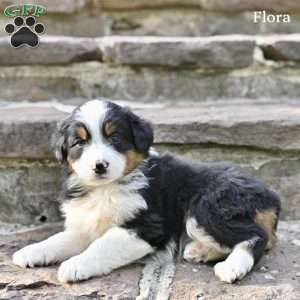Flora, Australian Shepherd Puppy