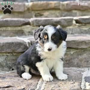 Finn, Australian Shepherd Puppy